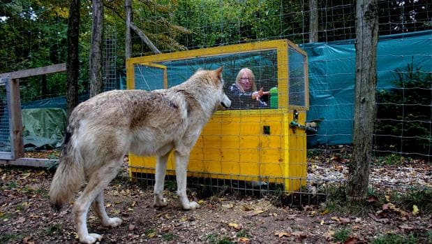 Los lobos entienden las relaciones de causa-efecto mejor que los perros