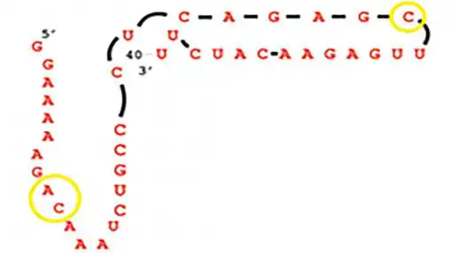 Una simple molécula de ARN como la que aparfece en la imagen pudo ser la respopnsable de la vida compleja que conocemos