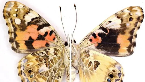 A la izquierda, mariposa natural. A la derecha, mariposa editada por los científicos