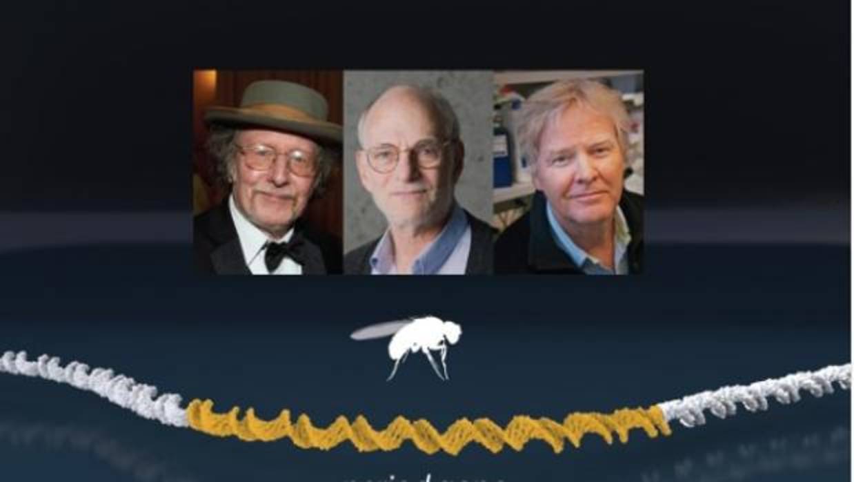 Jeffrey C Hall, Michael Rosbash y Michael W. Young