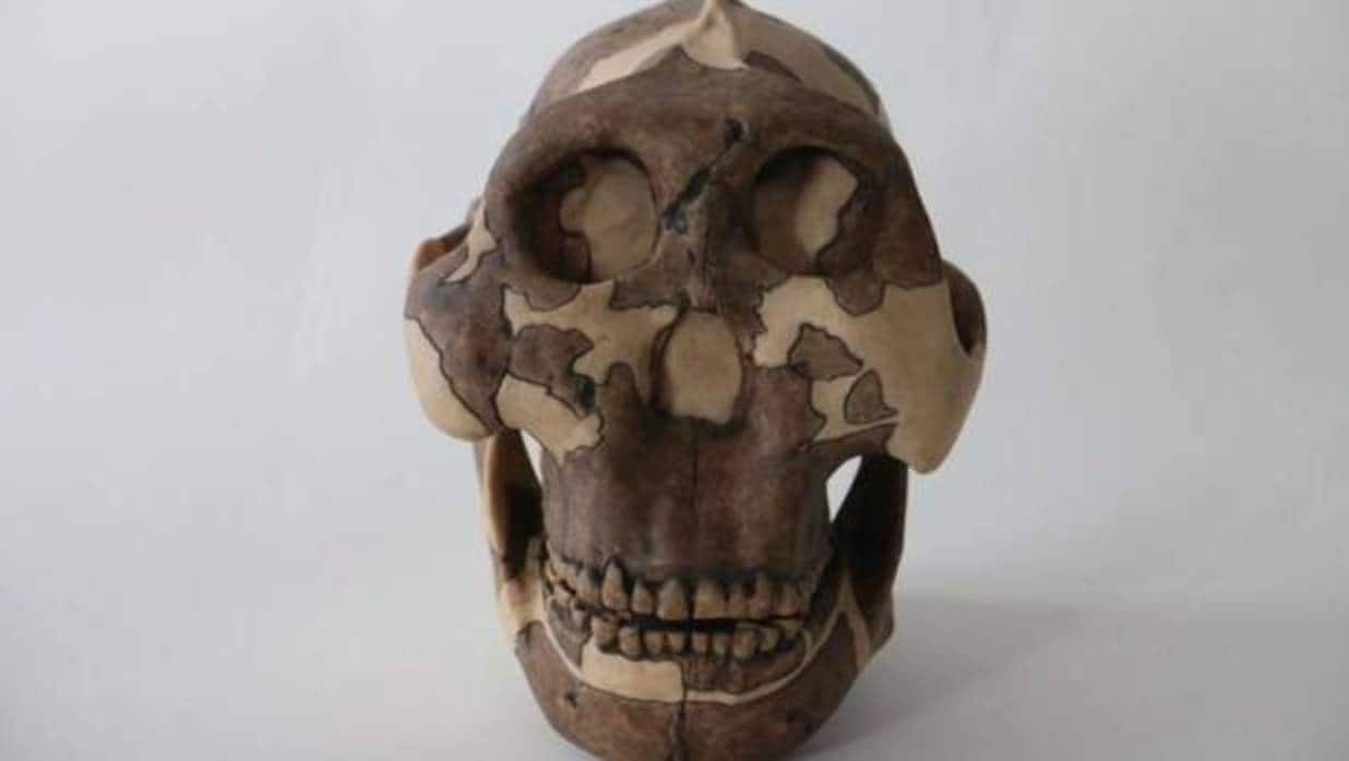 Cráneo de P. boisei