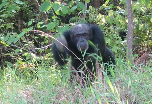 Fotografía de un chimpancé en el Parque Nacional de Gombe