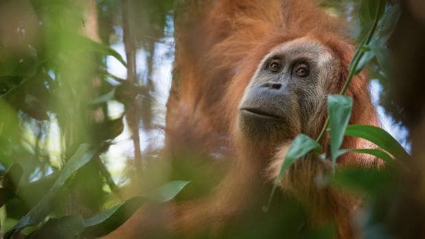 Descubierta una nueva especie de orangután