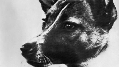 Imagen de Laika publicada en el diario Pravda el 13 de noviembre de 1957