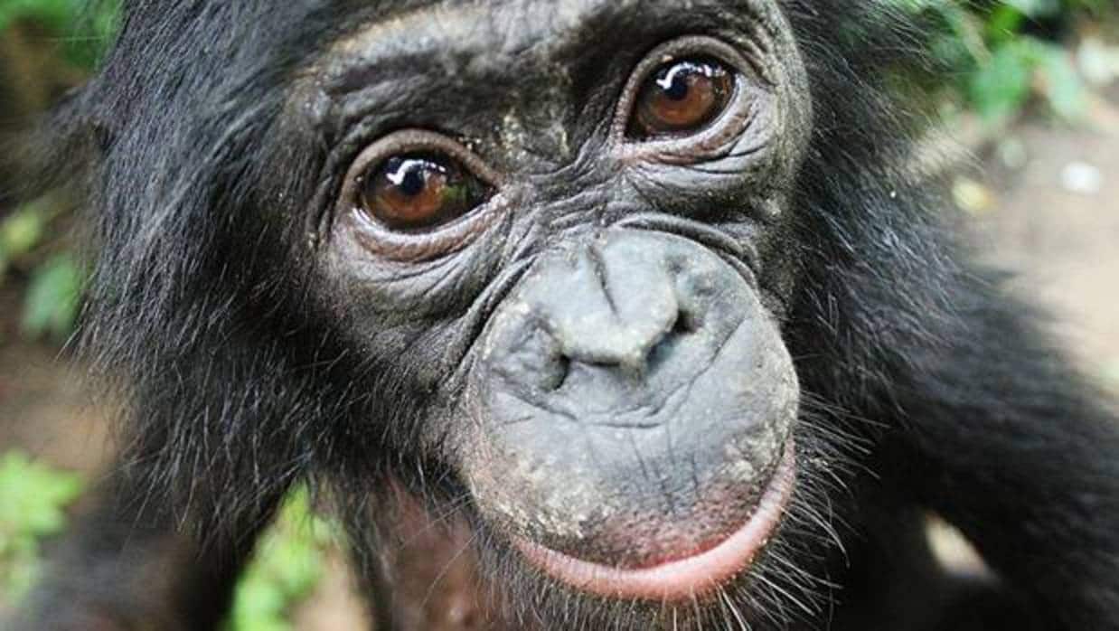 Los bonobos ayudan los extraños de forma espontánea incluso cuando no hay recompensa inmediata