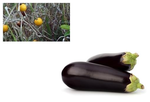 ¿Se comería usted esta fruta «natural»?