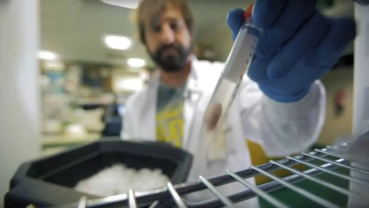 Un investigador del CNIO manipula una muestra de tumor