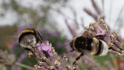 La aplicación BeeNebulaApp, basada en Copernicus, evalúa la actividad de las abejas para que los agricultores fumiguen cuando menos daño pueden hacer