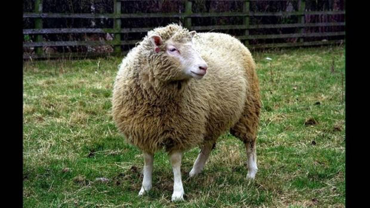 La oveja «Dolly»