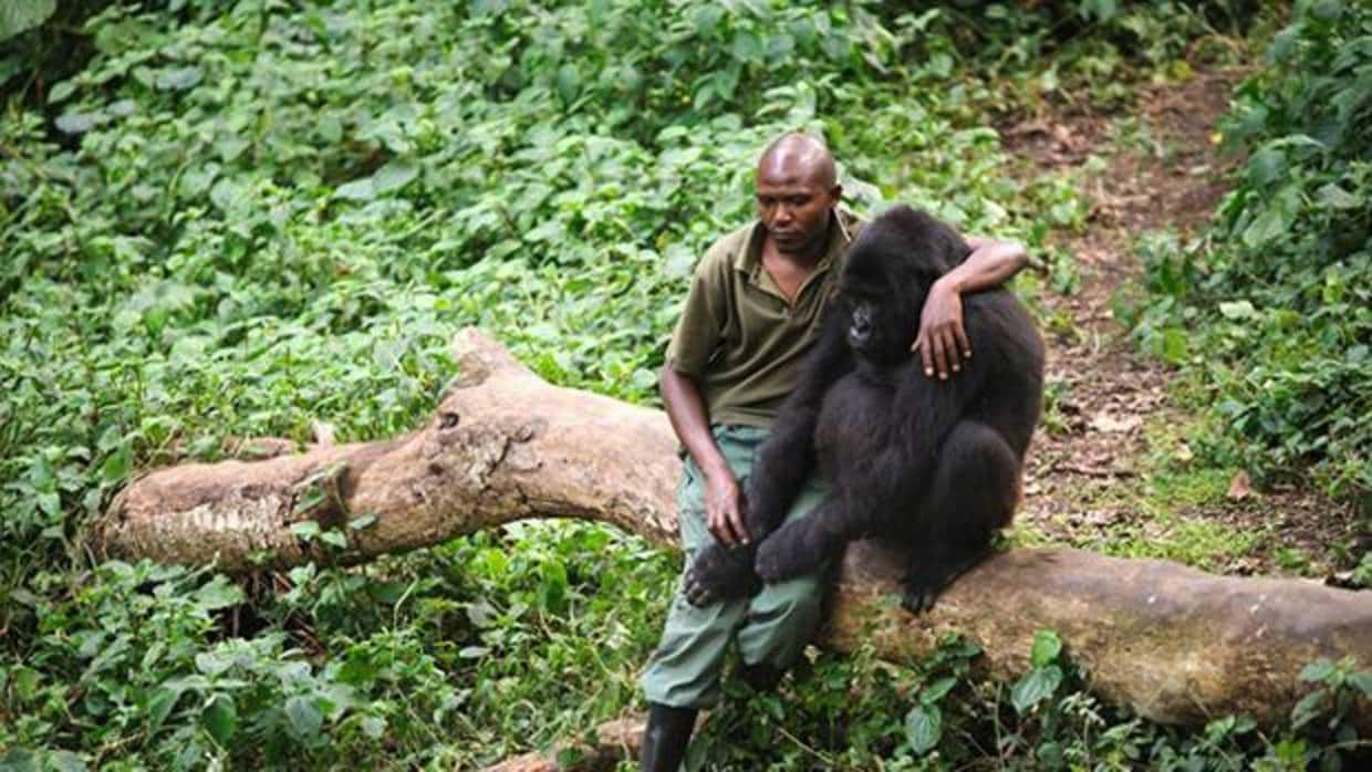 La infinita tristeza de un gorila tras ver a su madre asesinada por furtivos