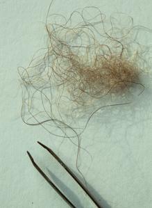 Muestra de cabello de un presunto Yeti en Nepal. El ADN demostró que pertenece a un oso pardo tibetano
