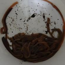 Gusanos empleados en el experimento