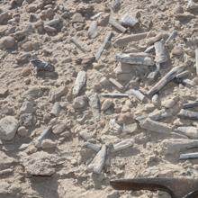 Cientos de huesos de pterosaurio