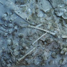 Detalle del huevo de un pterosaurio