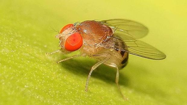 La mosca que tiene cinco premios Nobel