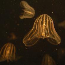 Varios ctenóforos, es decir, «portadores de peines»