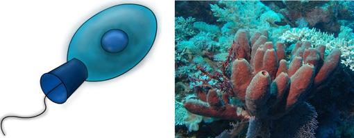 Los coanoflagelados (izquierda) son ancestros de los animales. Dentro de las esponjas (derecha), animales muy antiguos, células muy similares filtran el agua para extraer alimento