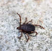 Garrapata en el Parque Nacional de Cabañeros, Ciudad Real
