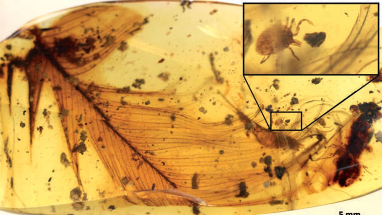 Una investigación publicada recientemente por Peñalver encontró una garrapata junto a una pluma de dinosaurio (en la imagen)