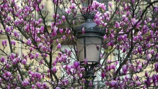 La primavera llegará el 20 de marzo