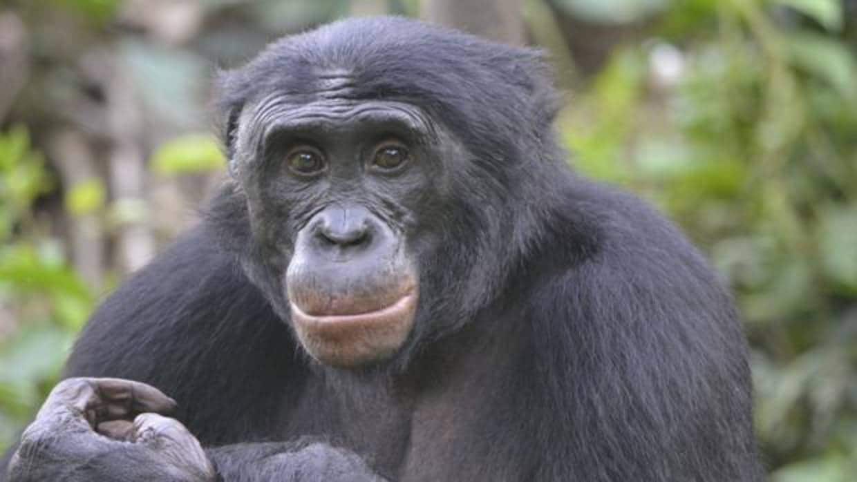 «Fizi», un macho adulto del santuario Lola ya Bonobo