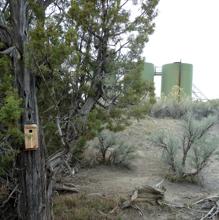 Las aves que anidan en campos de gas natural tienen síntomas similares a los de los humanos que sufren de trastorno por estrés postraumático