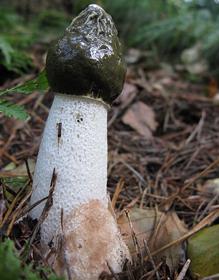 Phallus impudicus es el nombre que Linneo le dio a este hongo con forma de pene