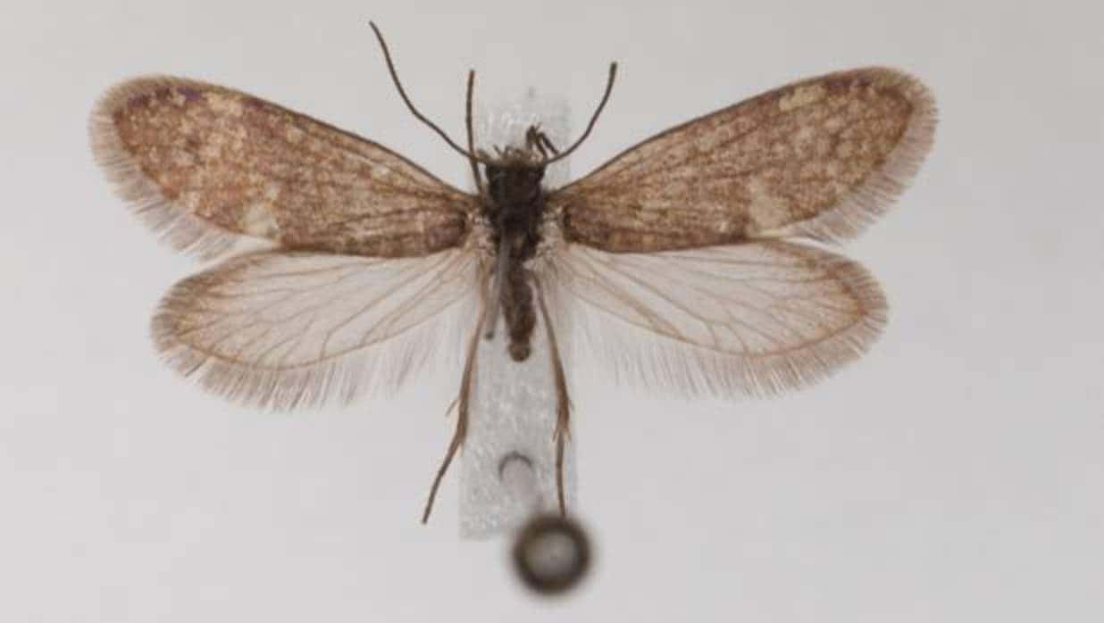 Ejemplo de un representante vivo de una polilla primitiva Glossata, polillas que portan una probóscide adaptado para chupar fluidos, incluido el néctar