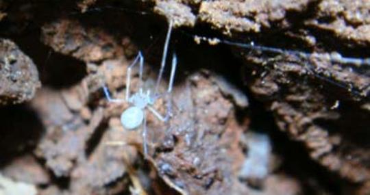 Una Ochyrocera atlachnacha en su tela