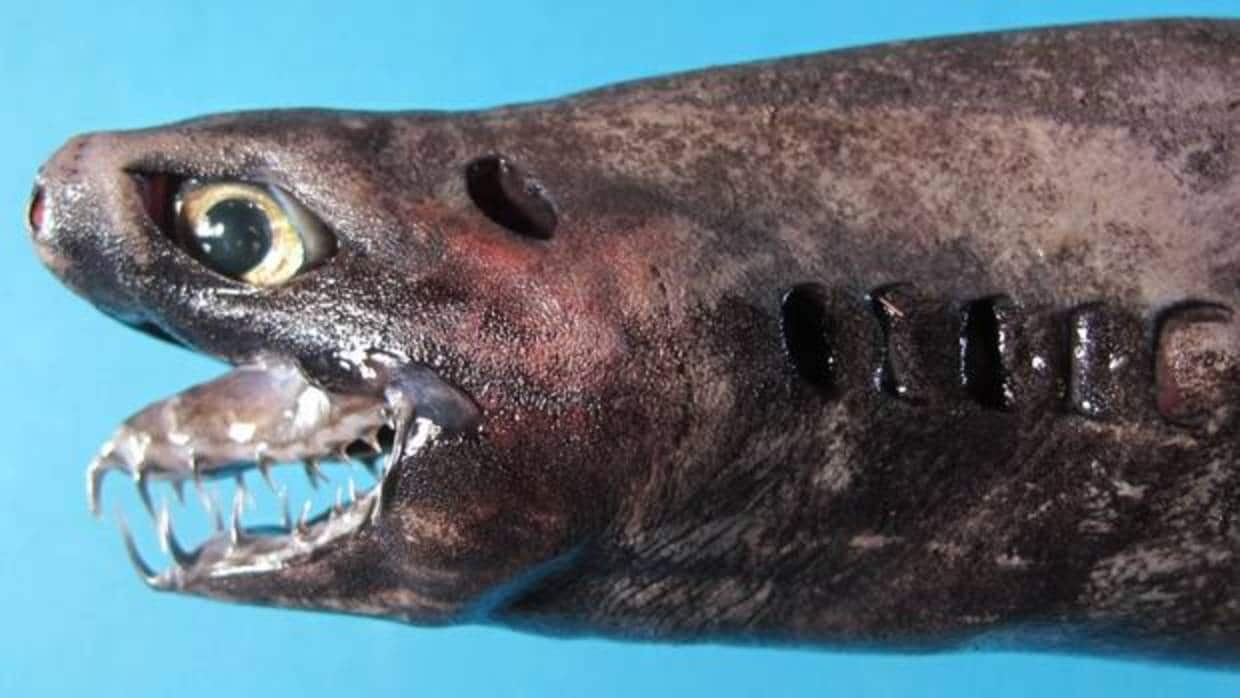 Trigonognathus kabeyai es una especie de tiburón descubierta en 1986 y solo avistada unas pocas veces