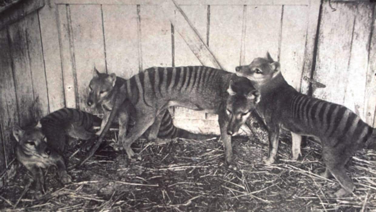 El último tigre de Tasmania murió en cautiverio en 1936
