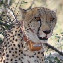 Un guepardo en el norte de Botswana con un collar de rastreo