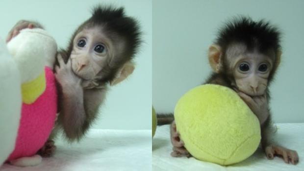 Nacen los primeros monos clonados con la «receta» de «Dolly»