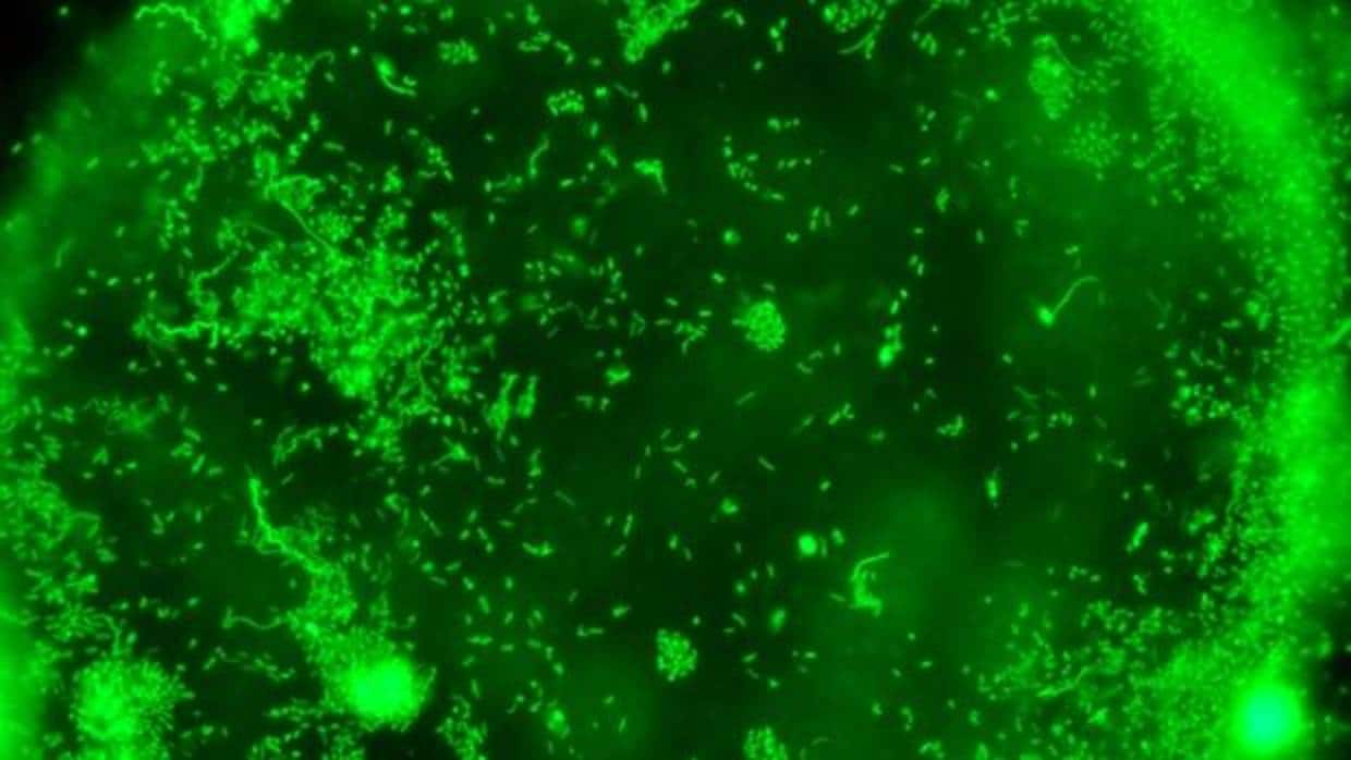 Fotografía de bacterias marinas, marcadas por fluorescencia. Los virus determinan su vida