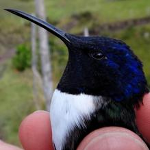 «Oreotrochilus chimborazo», uno de los protagonistas del estudio