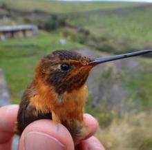 «Aglaeactis cupripennis«, uno de los protagonistas del estudio