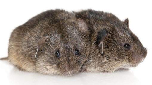 Los ratones de la pradera se caracterizan por su fidelidad