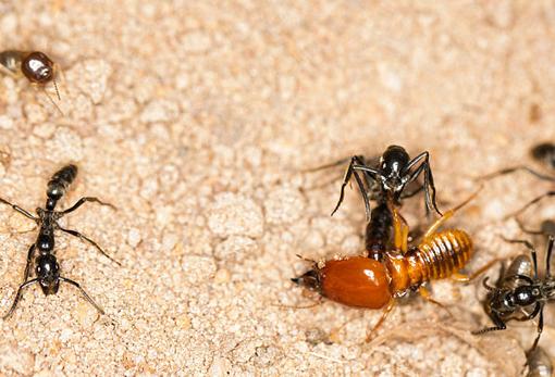 Una termita soldado cae ante el ataque de las matabele