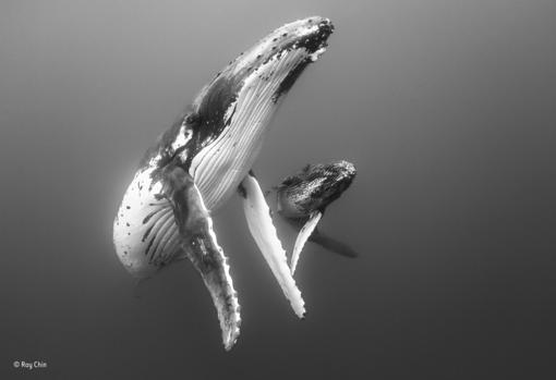 El conmovedor abrazo de una gorila a su rescatador, mejor foto de naturaleza del año