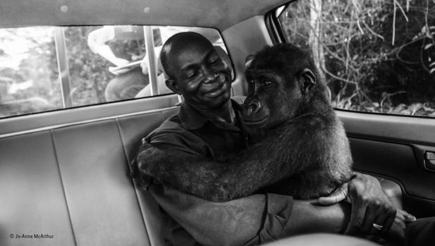 El conmovedor abrazo de una gorila a su rescatador, mejor foto de naturaleza del año