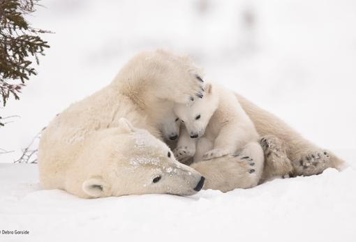 El conmovedor abrazo de una gorila a su rescatador, mejor foto de naturaleza del año