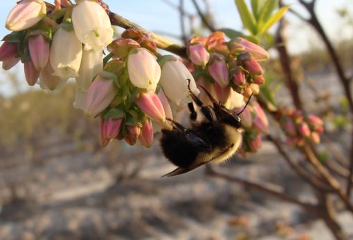 Un abejorro polinizando una flor de arándano