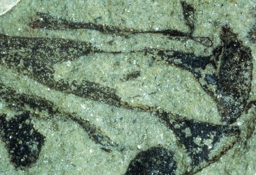 Fósil de Cooksonia pertoni estudiado en la investigación