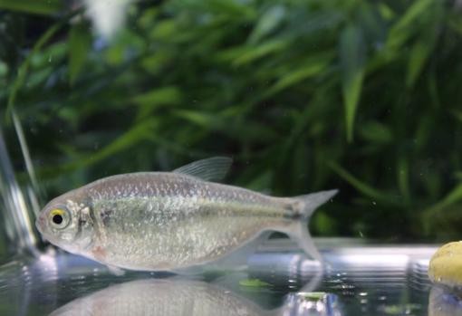 El pez tetra de los ríos de superficie, y de la misma especie que el ciego («Astyanax mexicanus»)