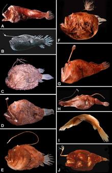 Varios peces del orden de los «lophiiformes»