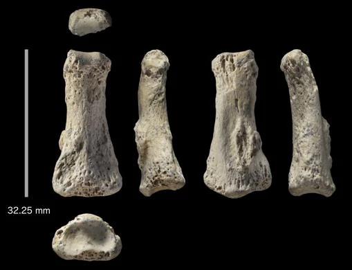 Hueso de un dedo de Homo sapiens descubierto en Al Wusta