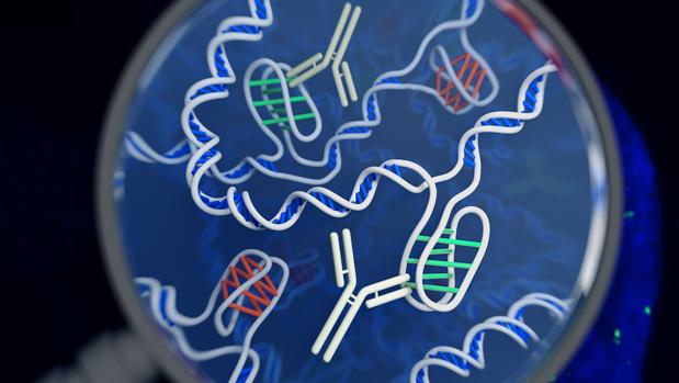 Hallan una nueva estructura en nuestro ADN, distinta de la «doble hélice»