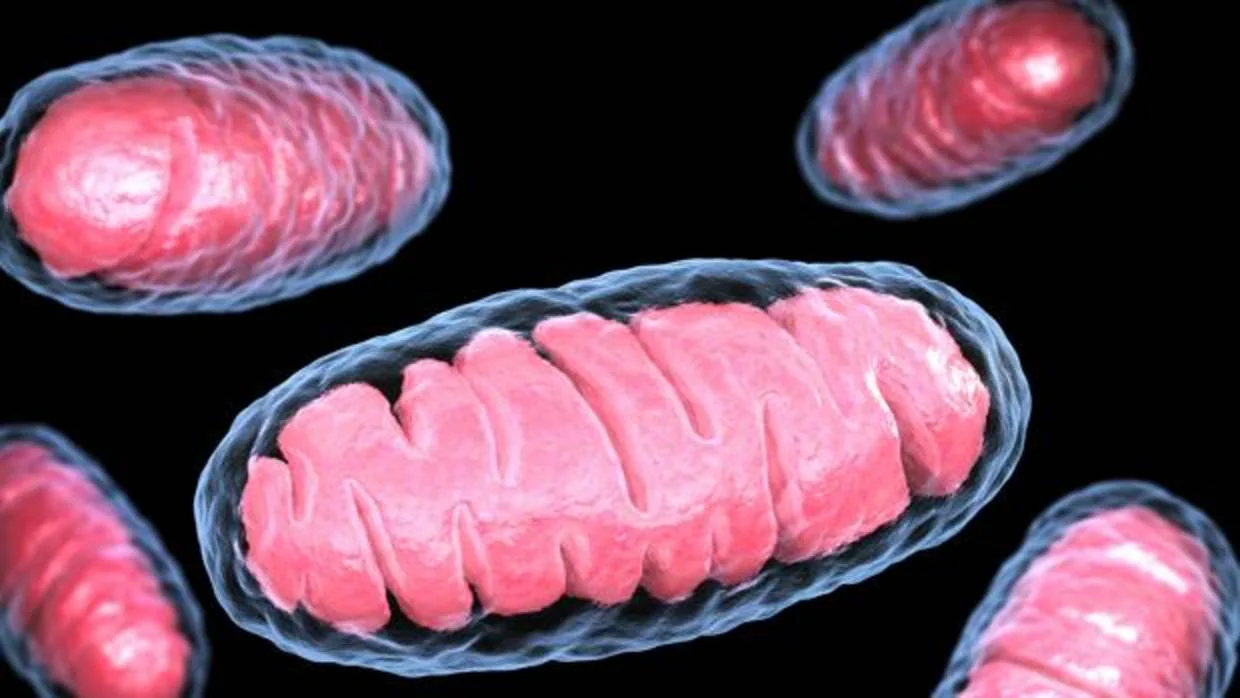 Representación de unas mitocondrias. Producen la energía de las células de los animales, plantas y hongos