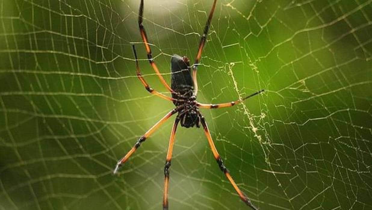 Una araña en su tela