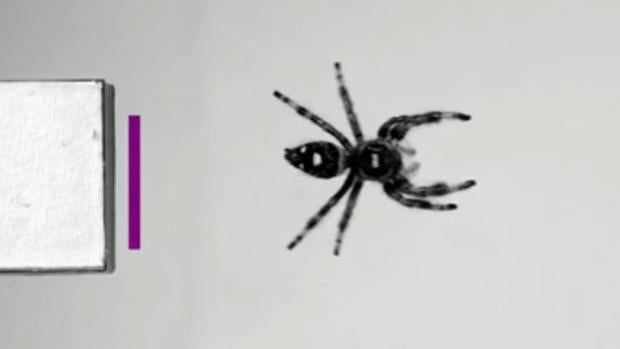 Científicos adiestran a una araña para saltar por primera vez